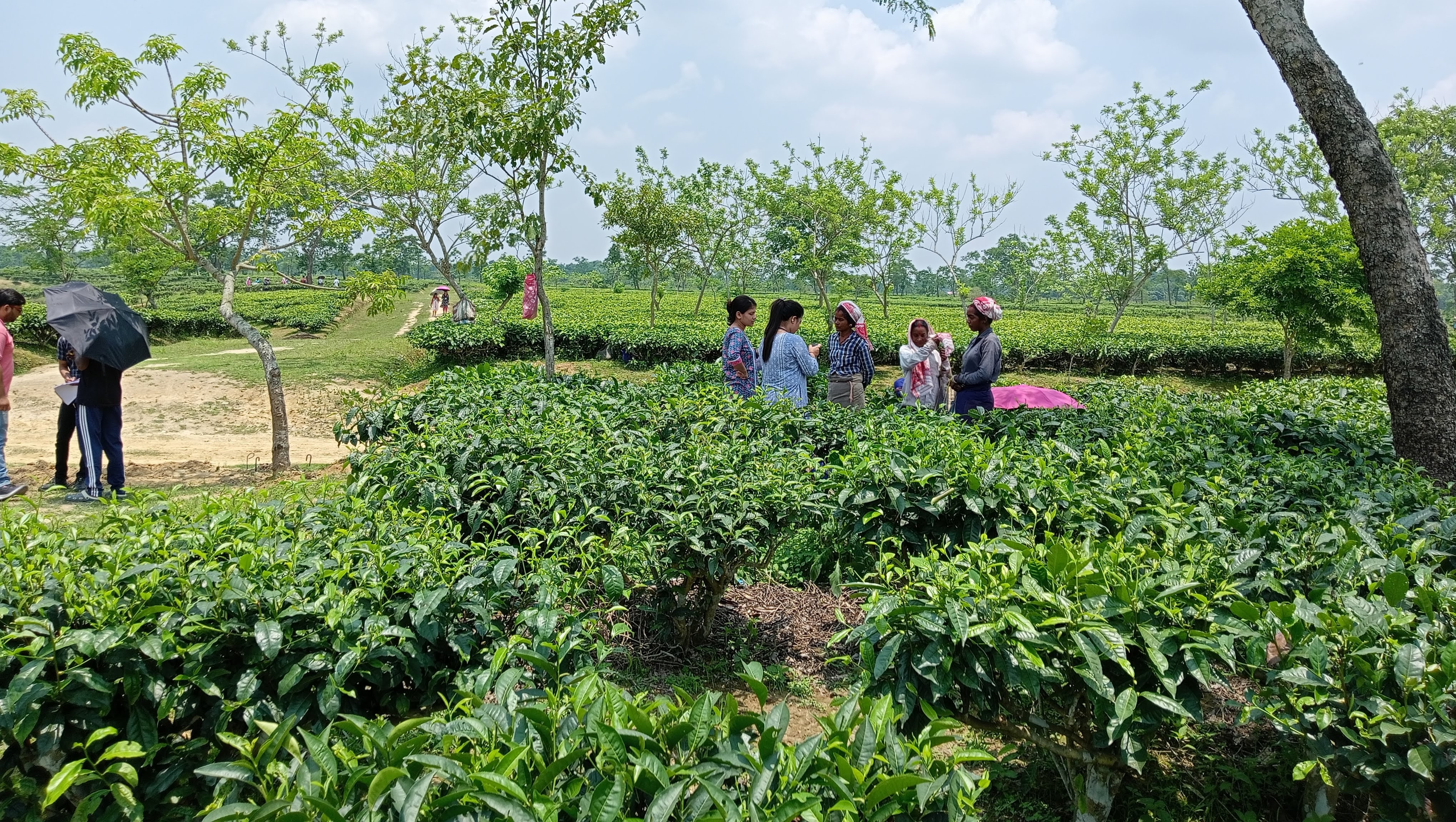One Week Workshop on Development of Statistics for Tea-Garden Workers at AAU Jorhat