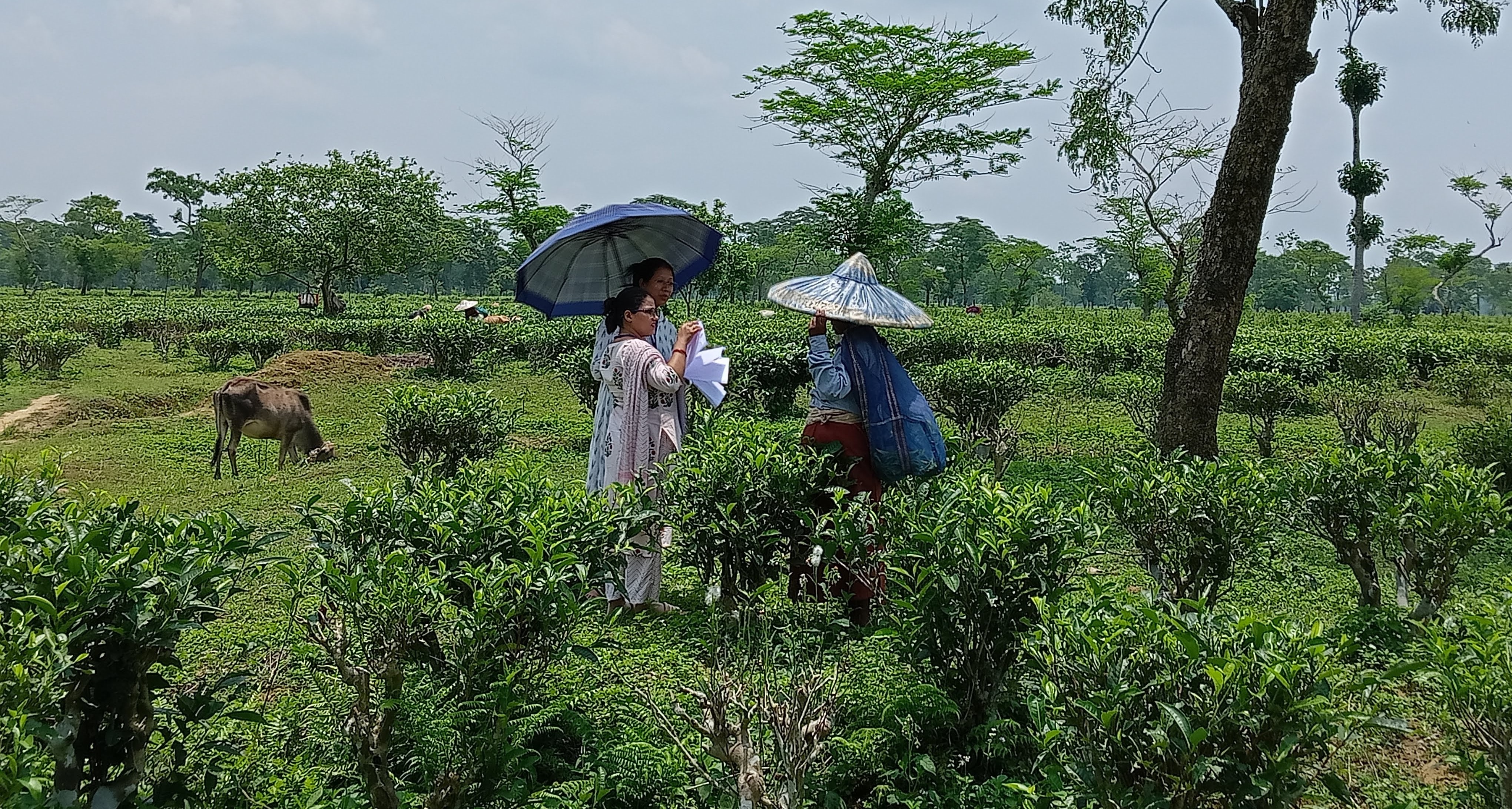 One Week Workshop on Development of Statistics for Tea-Garden Workers at AAU Jorhat